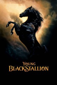 Young Black Stallion-full